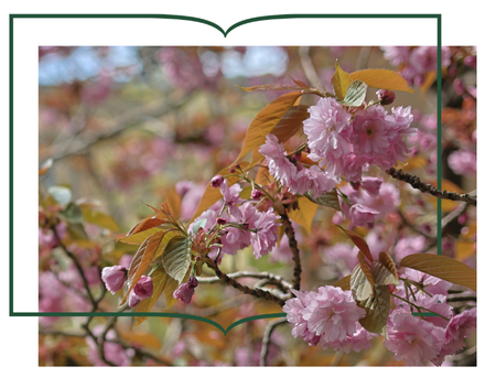 Our Story is Your Story campaign logo with an image of cherry blossoms in the Fellow's Garden
